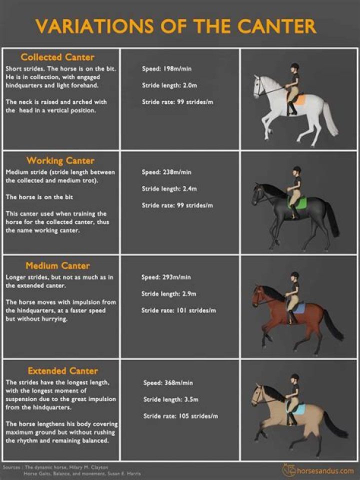 What is medium canter?