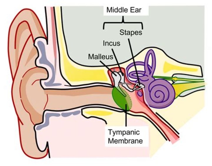 What is middle ear bones?