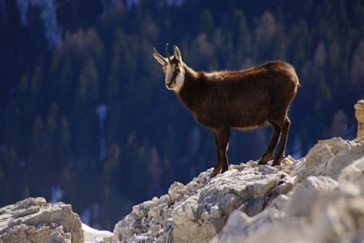 What is natural chamois?