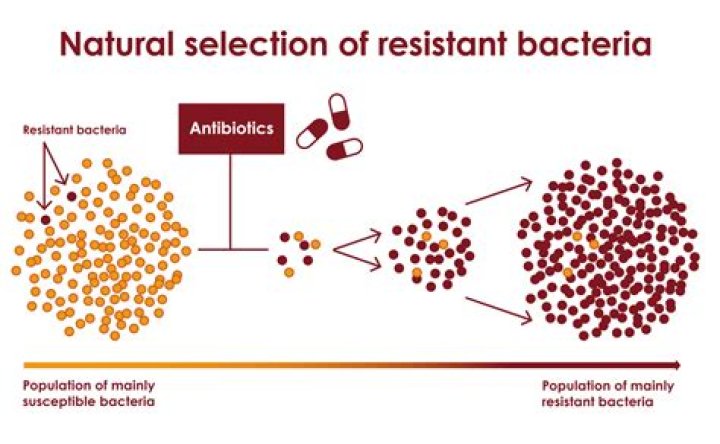 What is natural selection in bacteria?