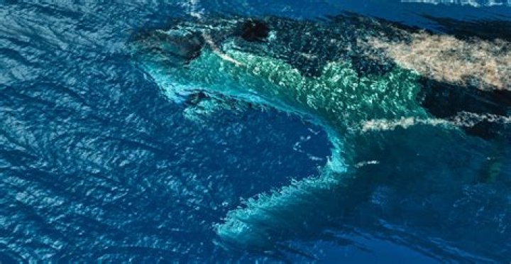What is not alive in the ocean?