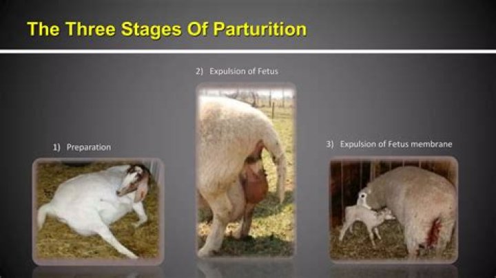 What is parturition period?