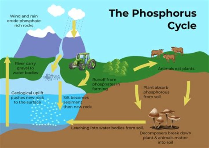 What is phosphate immobilization?