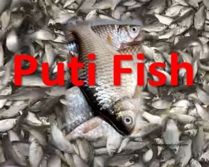 What is Puti fish?