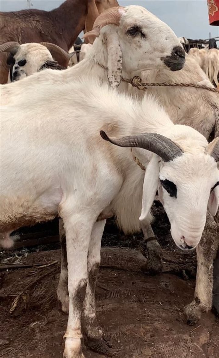 What is ram meat called?