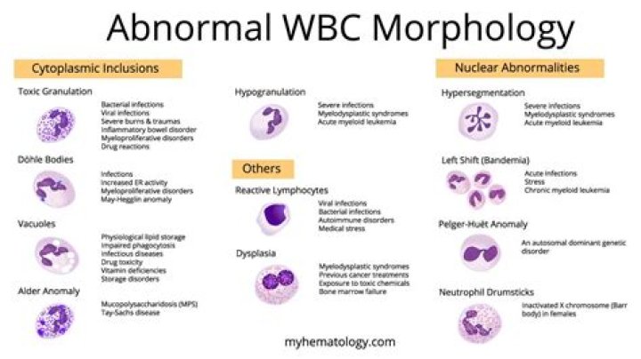 What is shape of WBC?