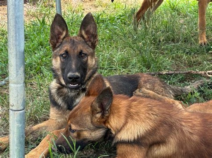 What is Shepinois?