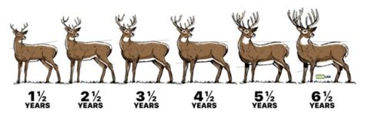 What is significant about deer's feet?