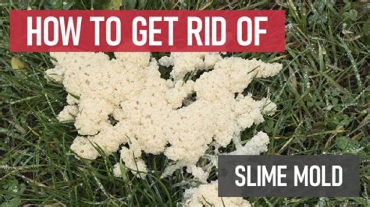 What is slime mold on grass?