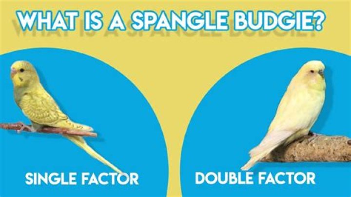What is spangle budgie?