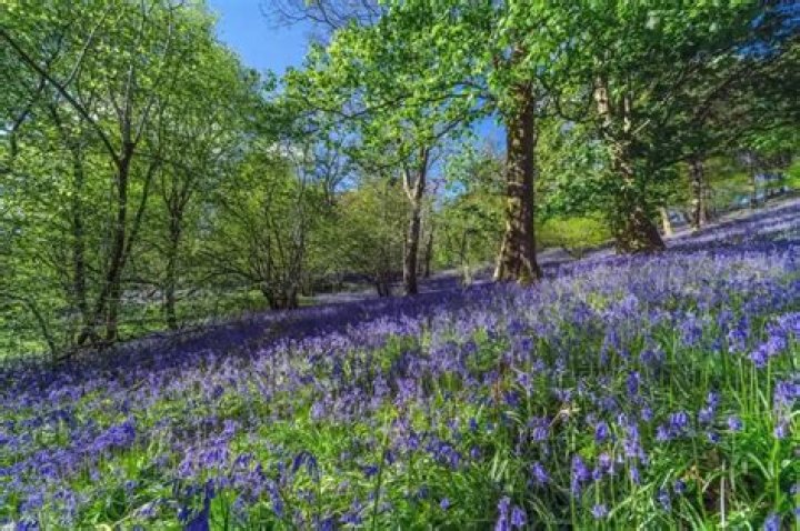 What is special about the forest?