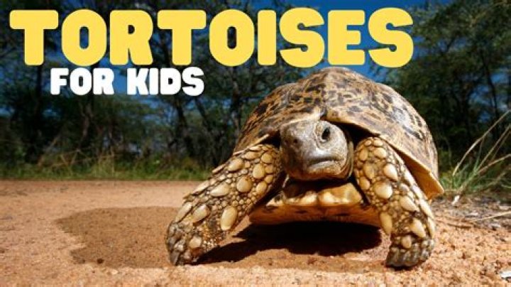 What is special about tortoise?