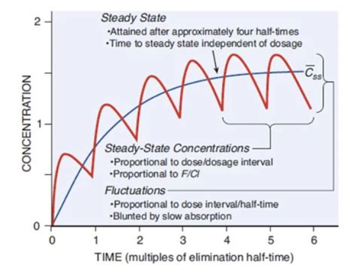 What is steady state in phlebotomy?