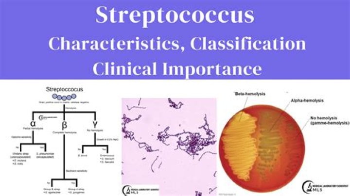 What is Streptococcus Group F?