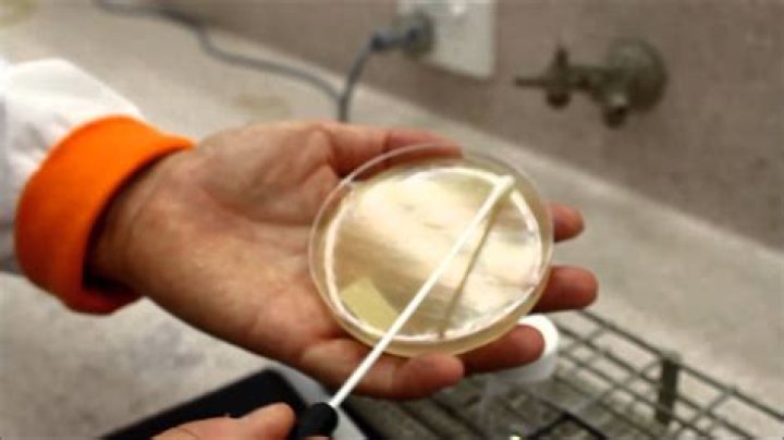 What is swabbing in microbiology?