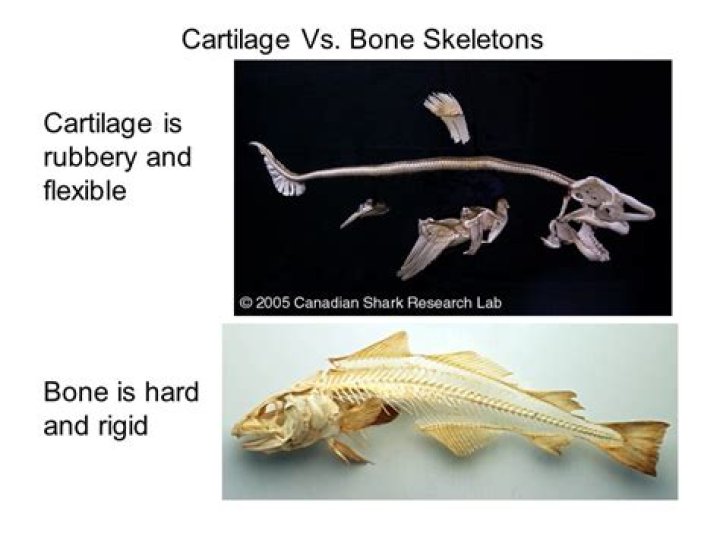 What is the advantage of a skeleton made of cartilage?