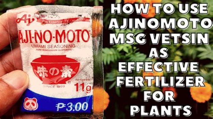 What is the alternative for Ajinomoto?