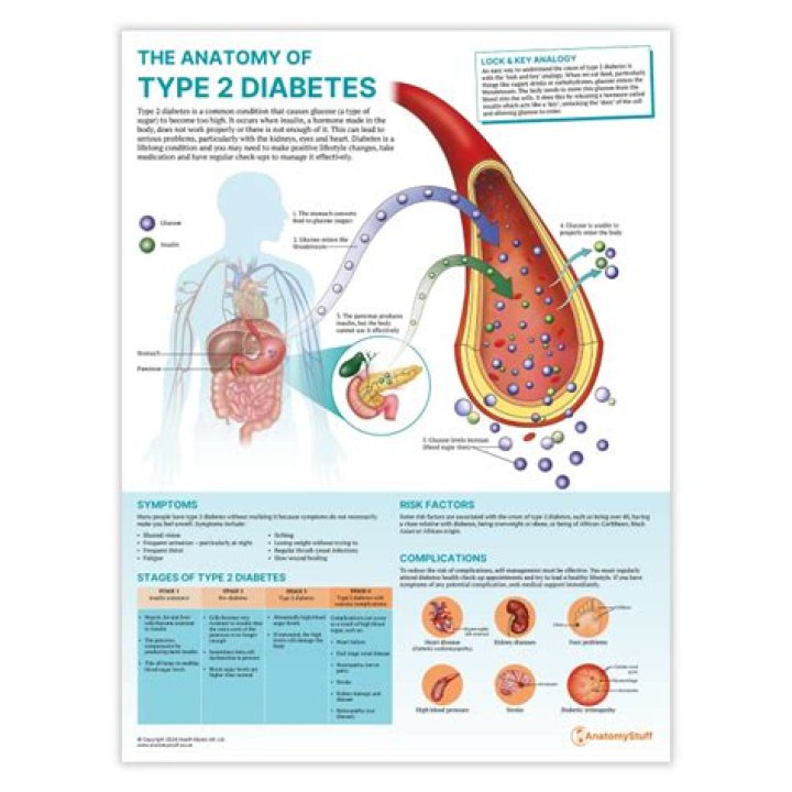 What is the anatomy and physiology of diabetes?