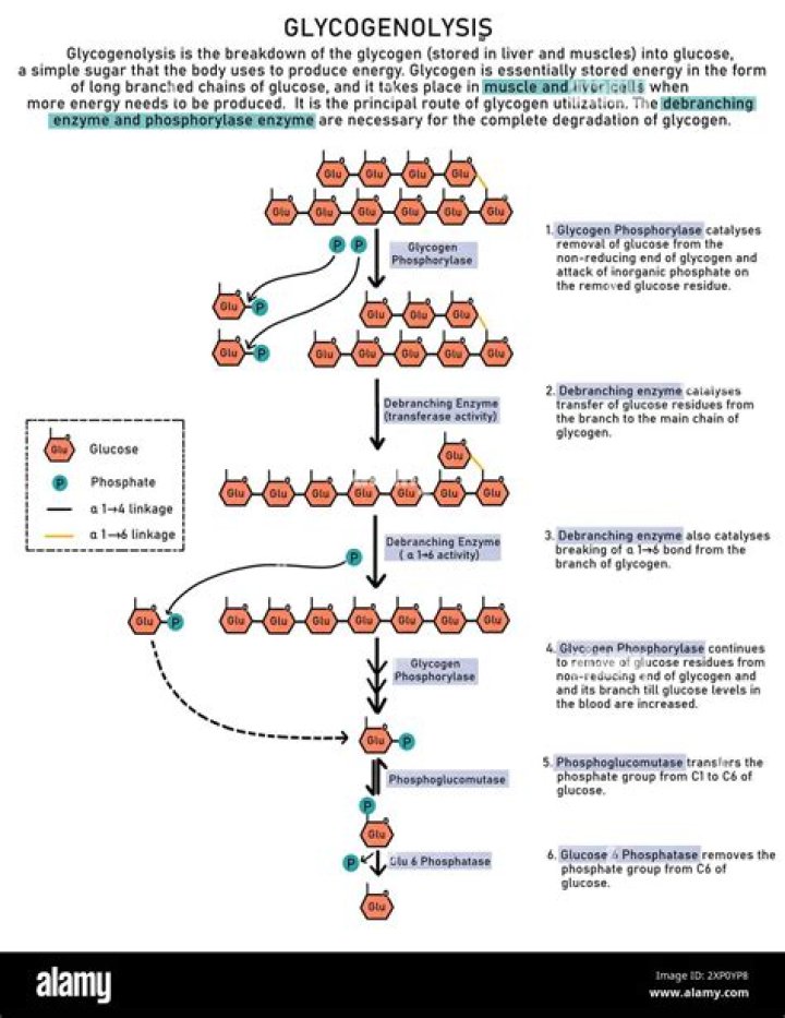What is the backbone of glycogen?