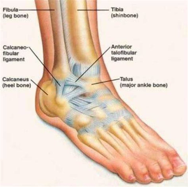 What is the ball on your ankle called?