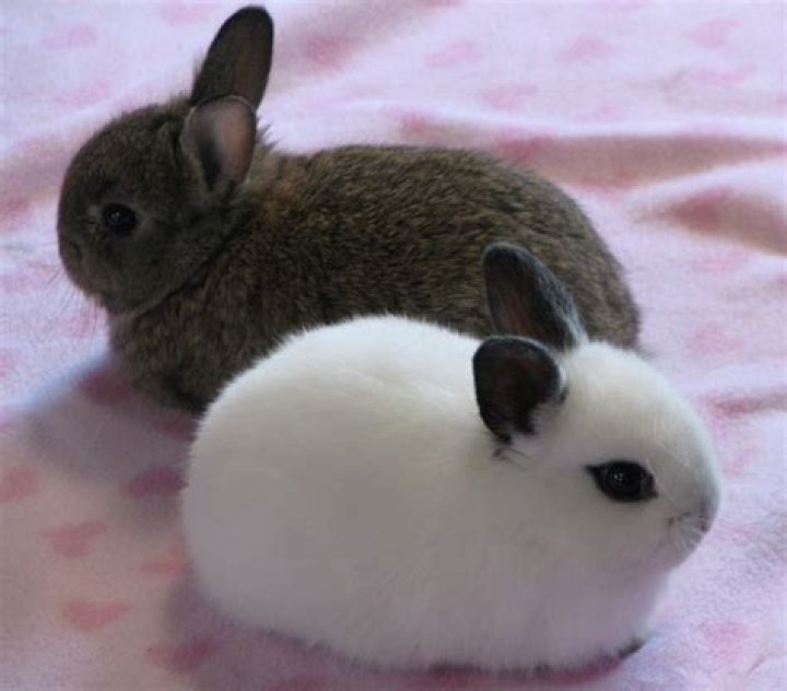 What is the best bunny for a pet?