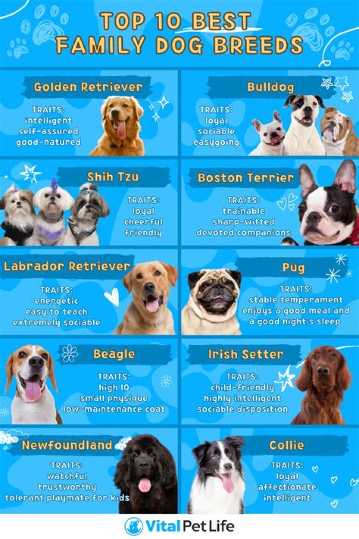 What is the best dog breed for indoors?