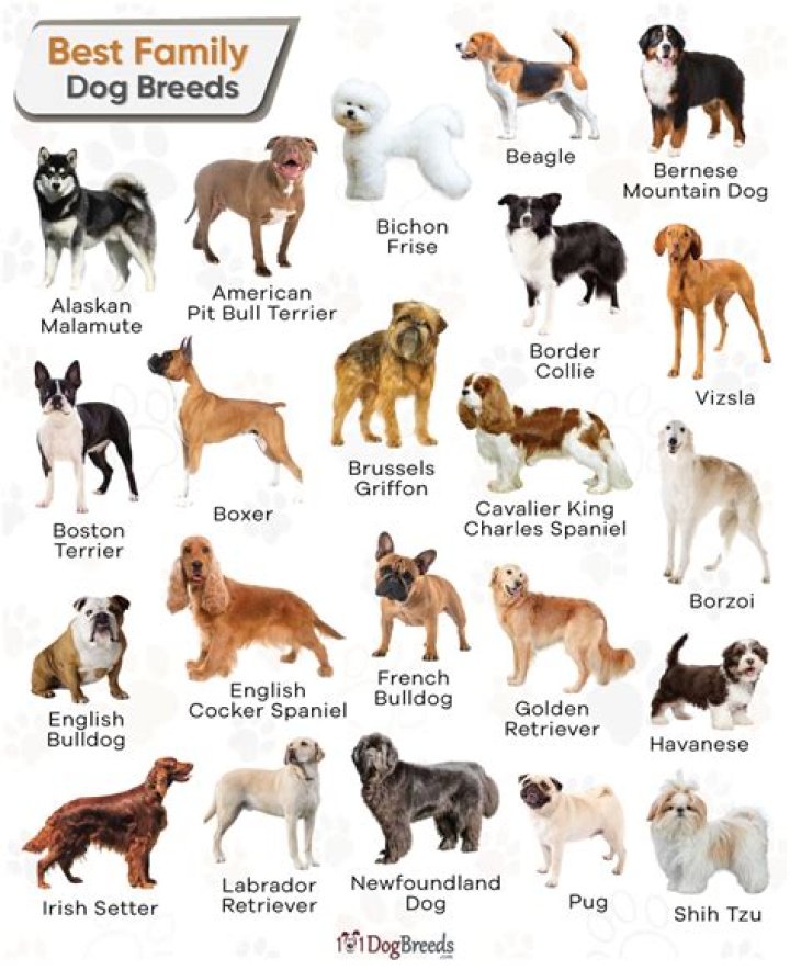What is the best dog for a 13 year old?