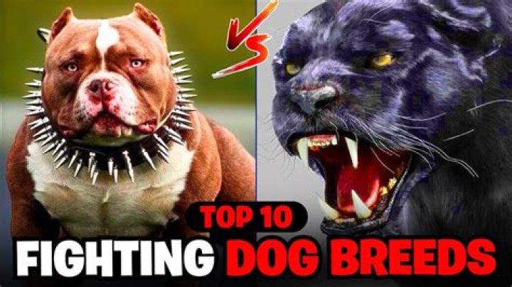 What is the best fighting dog ever?
