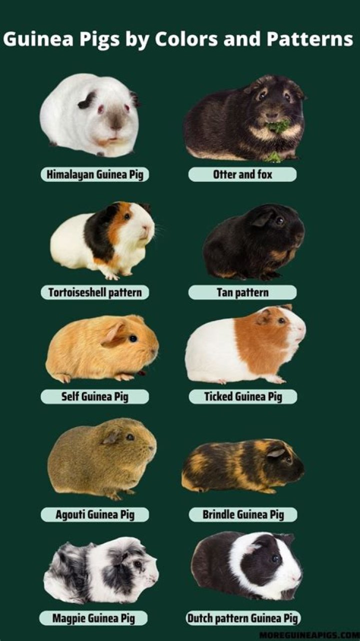What is the best guinea pig?