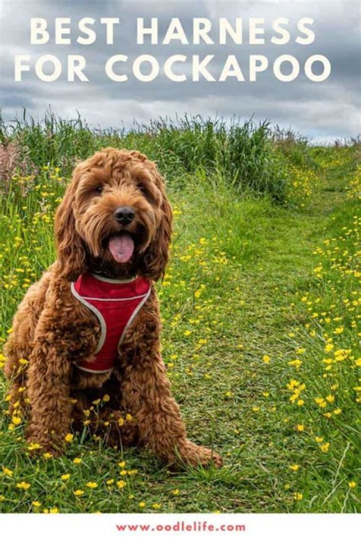What is the best harness for a cockapoo?