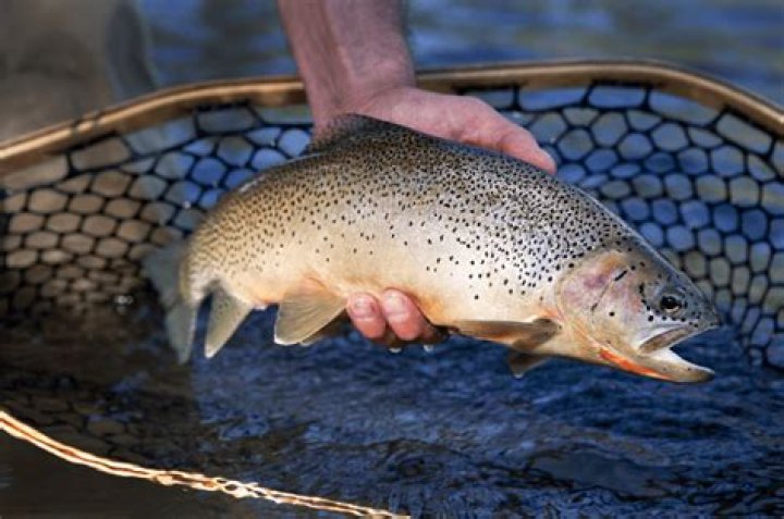 What is the best pound test line for trout?