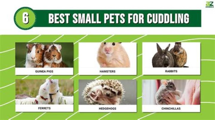 What is the best small animal pet?