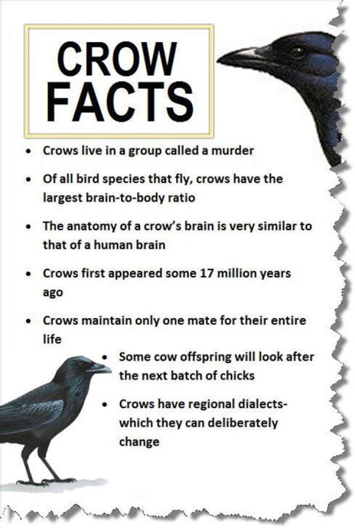 What is the best time of day to hunt crows?