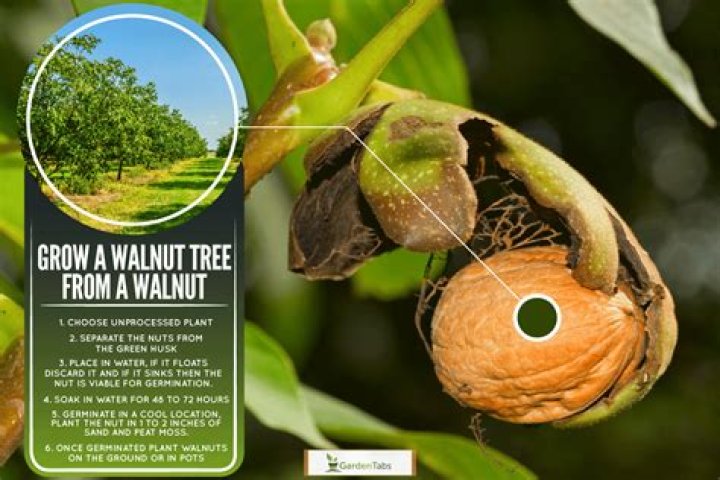 What is the best walnut tree to grow in UK?
