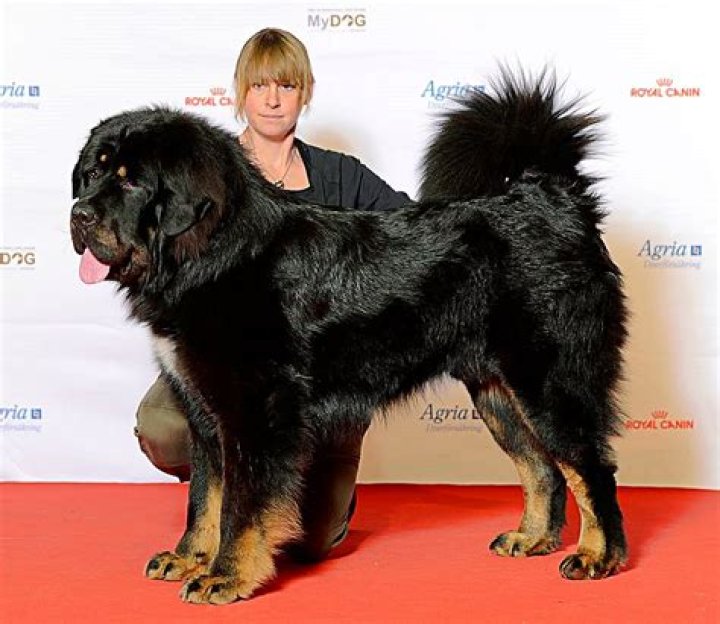 What is the biggest dog in China?