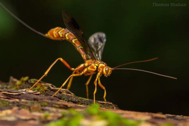 What is the biggest wasp in Texas?