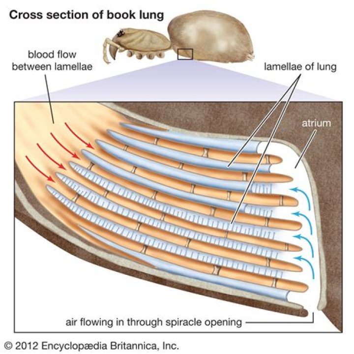 What is the book lung?