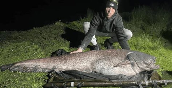 What is the British record catfish?