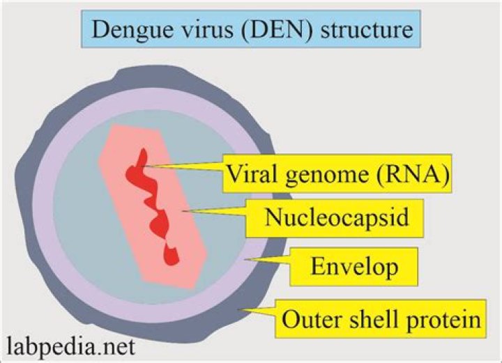 What is the carrier of dengue virus?