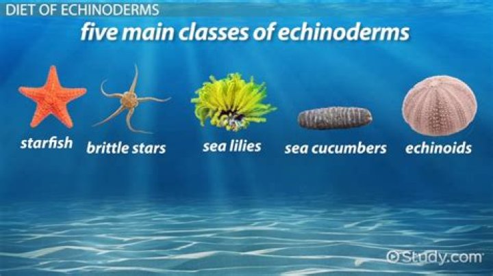 What is the characteristics of echinodermata?