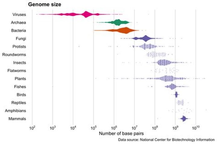What is the chicken genome?