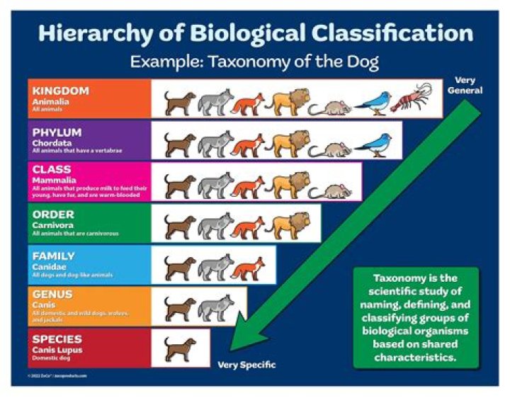 What is the classification pattern?