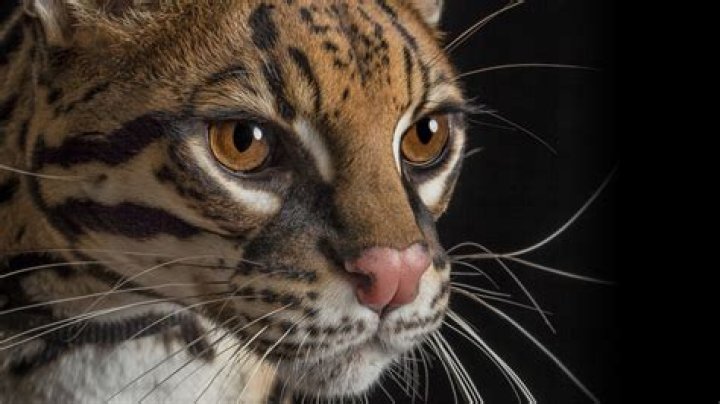 What is the color of an ocelot?