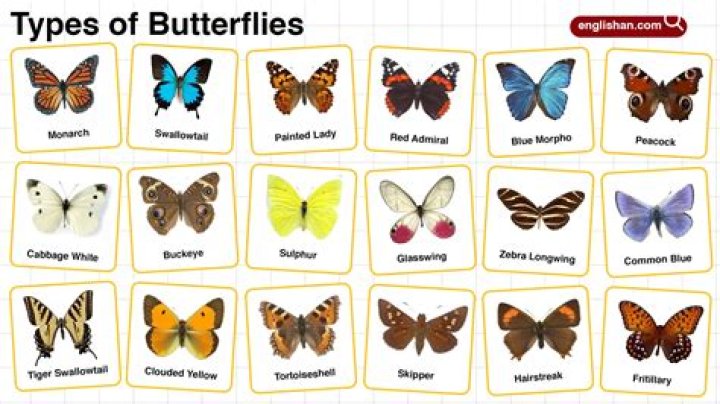 What is the common name for a butterfly?