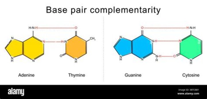 What is the complementary base pair of thymine in RNA?