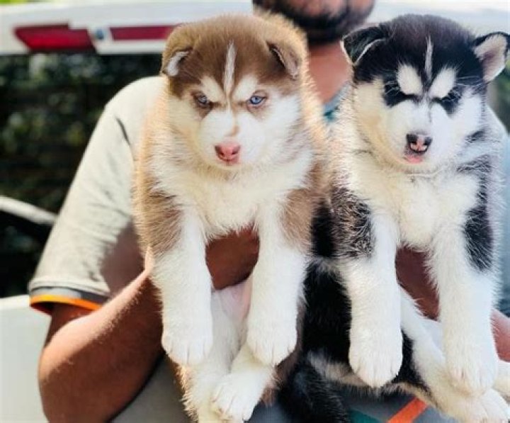 What is the cost of Siberian husky puppy in India?