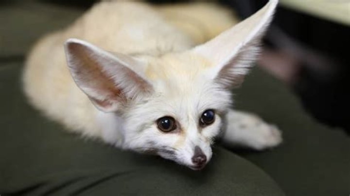 What is the cutest type of fox?
