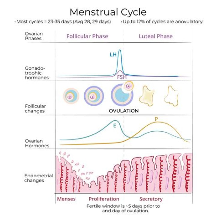 What is the cycle of periods?