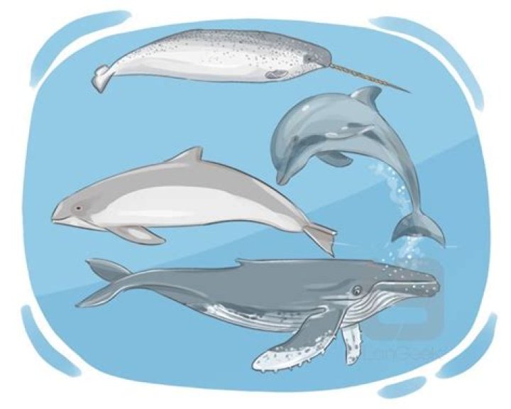What is the definition of a cetacean?