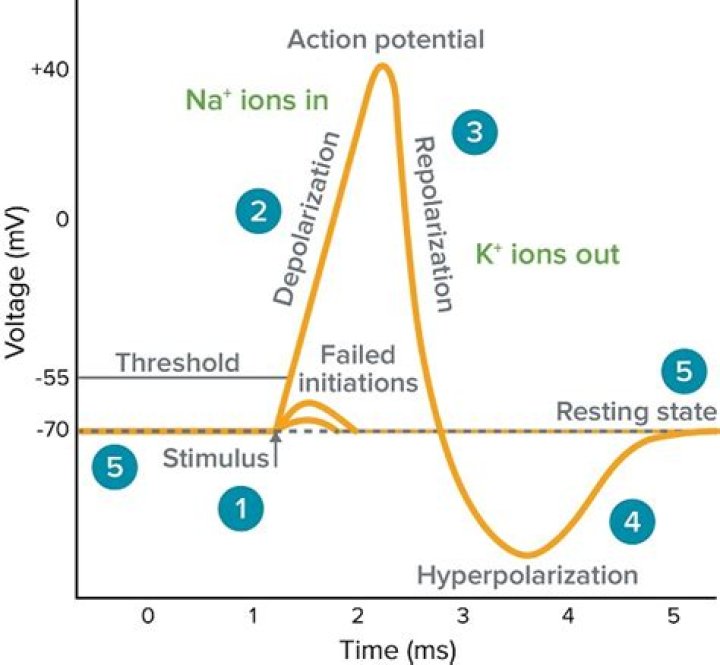 What is the depolarization threshold?
